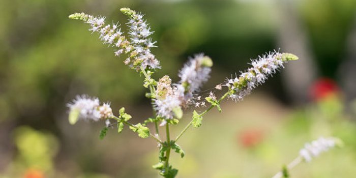 Bouffée de chaleur, saute d’humeur : 15 plantes qui soulagent les maux de la ménopause