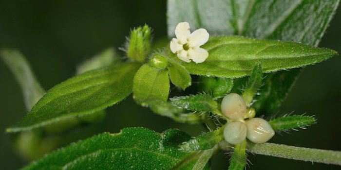 Bouffée de chaleur, saute d’humeur : 15 plantes qui soulagent les maux de la ménopause