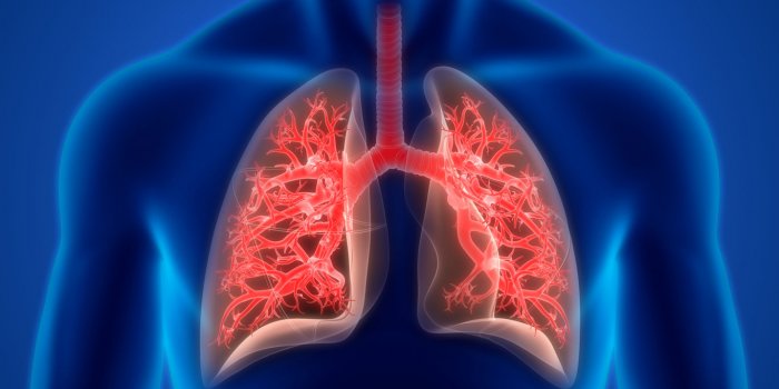3d illustration concept of human respiratory system lungs anatomy