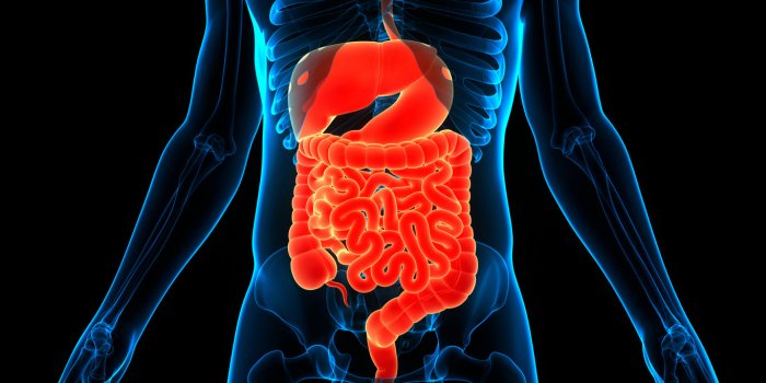 3d illustration concept of human digestive system anatomy
