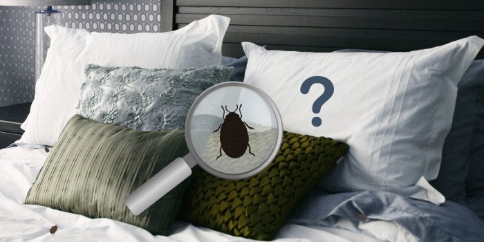 Punaises de lit : quelles prÃ©cautions prendre lorsque lâon reÃ§oit des invitÃ©s chez soi ?