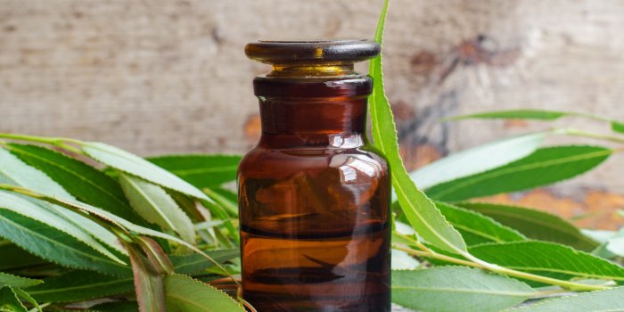 pharmacy bottle with willow bark extract (tincture, infusion) willow leaves close up old wooden background aromatherapy, ...