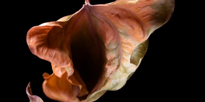vulva shape autumn leaf studio photography isolated on black space for text