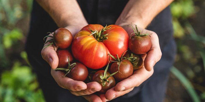 Tomate : 5 effets surprenants sur le corps quand on en mange souvent