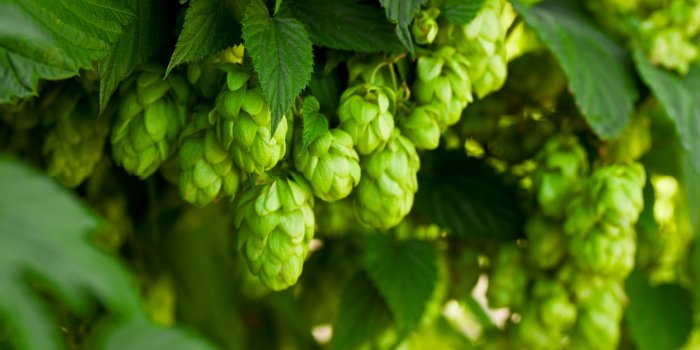 a bunch of green hops on a tree