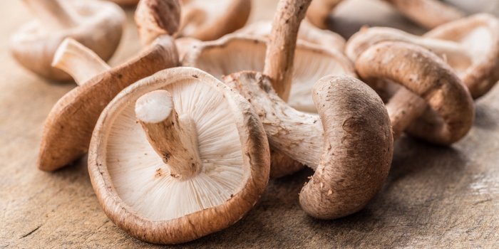 Les 5 meilleurs champignons pour la santé