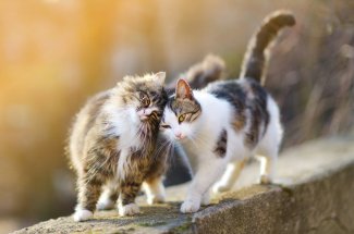 Typhus du chat : une epidemie frappe les chats d-Angouleme