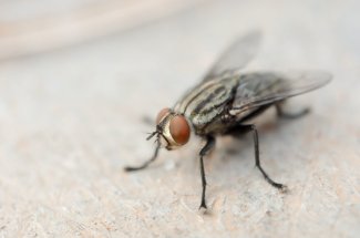 Une mouche intacte decouverte dans le colon d’un homme de 63 ans