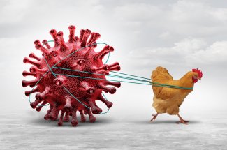 Grippe aviaire : un risque de transmission humaine, source d’&quot;une enorme inquietude&quot; 