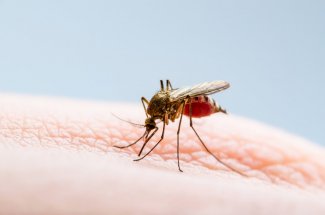 Dengue : vers une flambee des cas pendant les JO de Paris ?