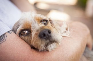 Epilepsie : les chiens pourraient flairer les crises grace a leur odeur particuliere