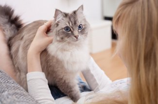 Allergie aux chats : un vaccin bientot en phase de test chez l’humain