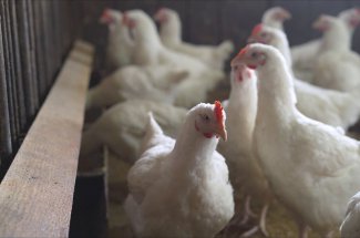 Grippe aviaire : le niveau d’alerte a son maximum en France