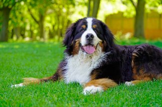 Un medicament capable de prolonger la duree de vie des chiens bientot commercialise