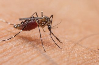 Dengue : premier cas autochtone detecte en Ile-de-France