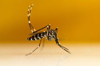 Dengue : 2 cas diagnostiques dans le Lot-et-Garonne