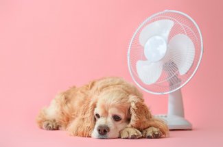 Canicule : 5 signes d’un coup de chaleur chez le chien