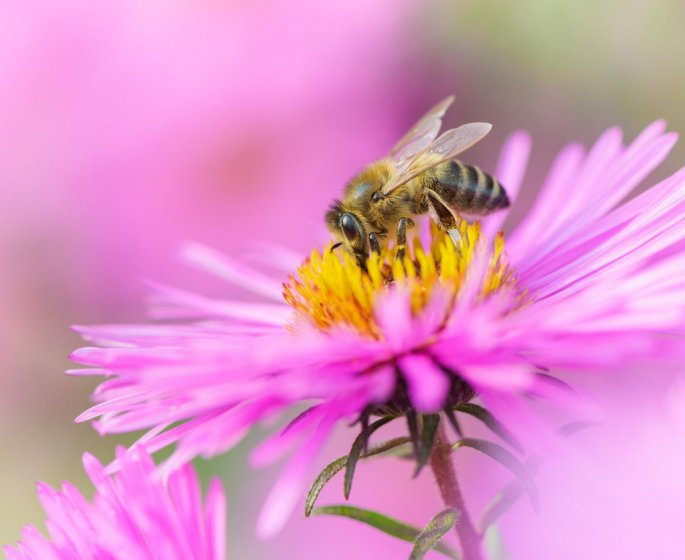 Cancer du sein : une etude vante les merites du venin d-abeille