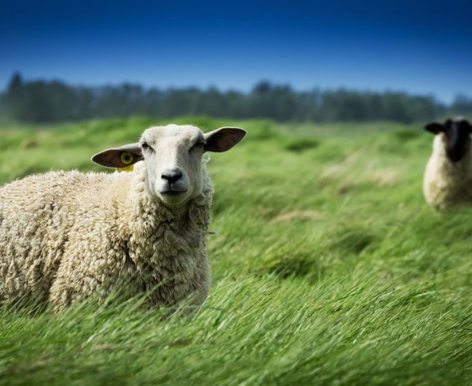 Coronavirus : des chercheurs veulent utiliser les anticorps des moutons pour produire des tests