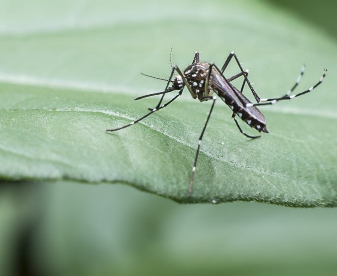 Var : une personne atteinte du virus du Nil occidental apres une piqure de moustique