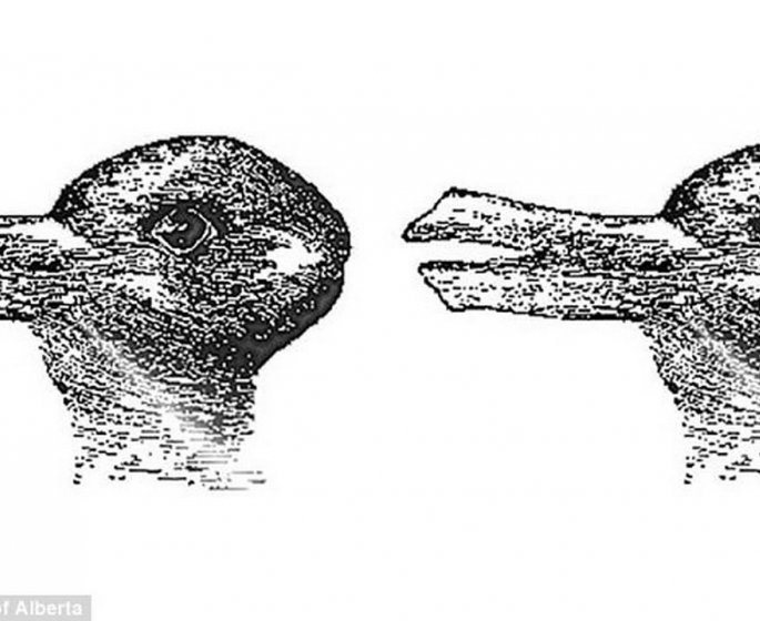 Canard ou lapin : ce que cette illusion d’optique revele sur votre esprit