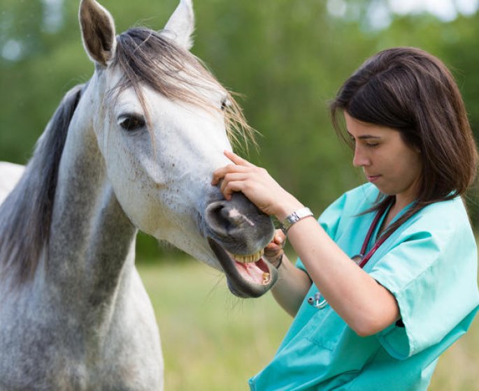Les maladies les plus frequentes chez le cheval