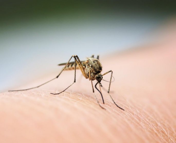 Allergie au moustique : les signes qui ne trompent pas