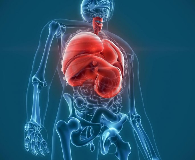 Mucoviscidose : les organes touches par la maladie