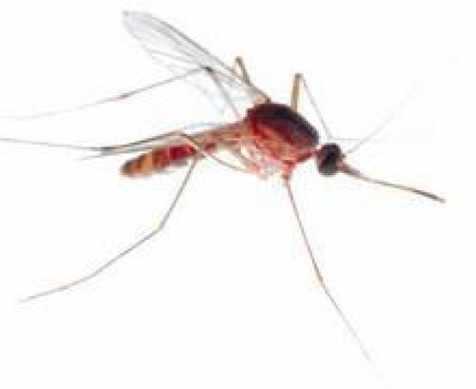 Devenir invisible pour les moustiques : bientot possible !