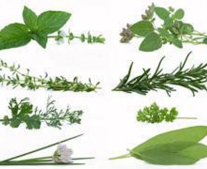 Plantes aromatiques : quelles vertus sante ?