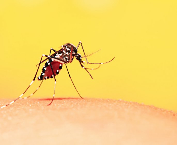 Dengue : symptomes, vaccin, traitements, diagnostic de la maladie
