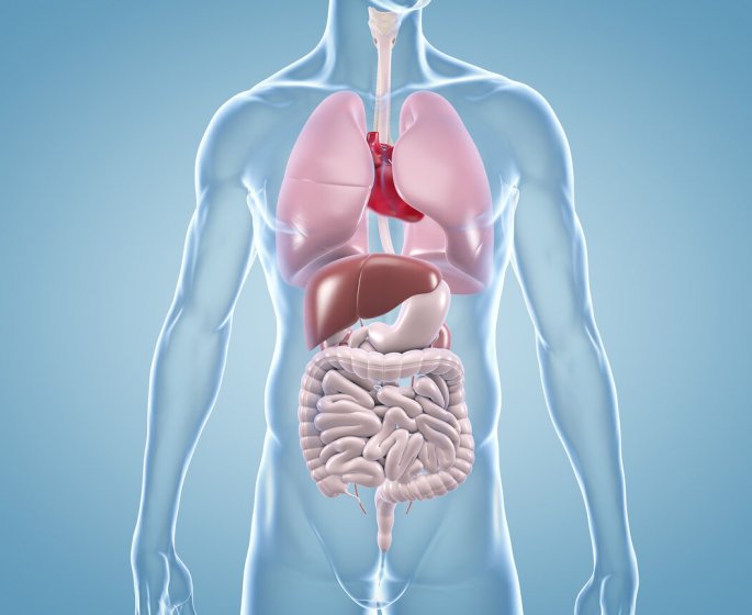 Quels sont les organes les plus volumineux du corps humain ?