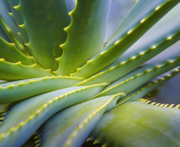 Aloes (aloe vera) : une plante anti-cancer du foie