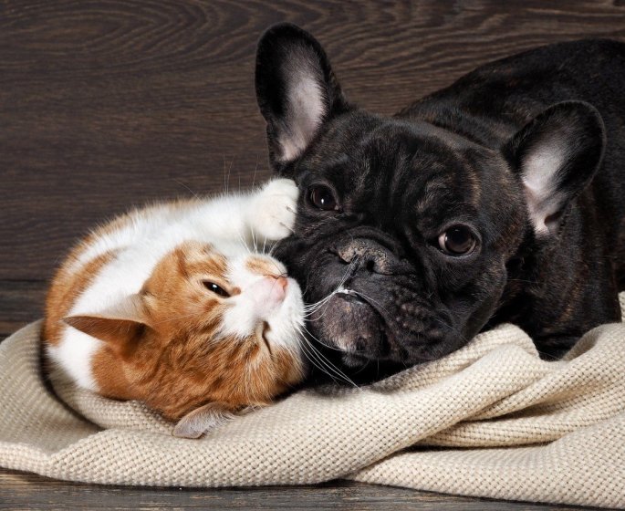 Traitement hormonal cutane : un danger pour les chiens et les chats, alerte l-Anses-ANMV