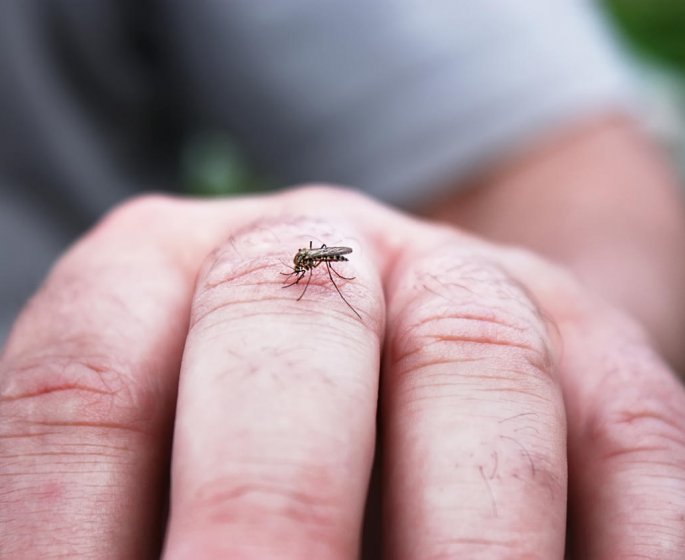 Piqure d-insecte et gonflement : est-ce dangereux ?