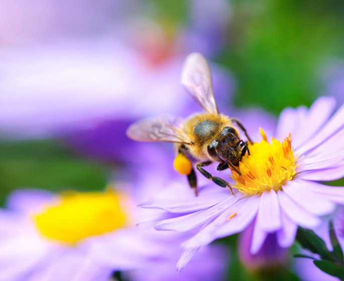 Guepe, abeille, frelon : nos astuces pour les eloigner