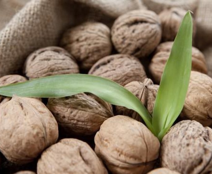 Cancer du colon : manger une poignee de noix par jour pour reduire la tumeur