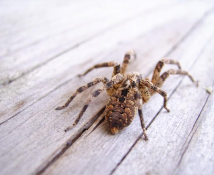 Phobie des araignees : LE moyen de s-en liberer 