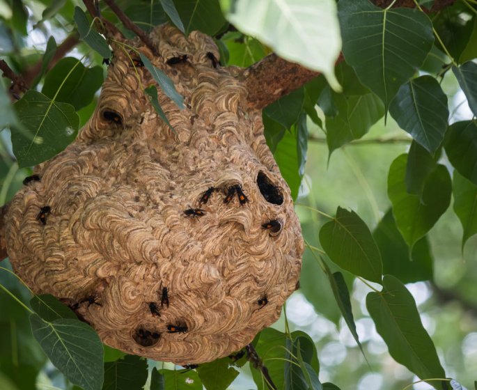 wasp-s nest on tree