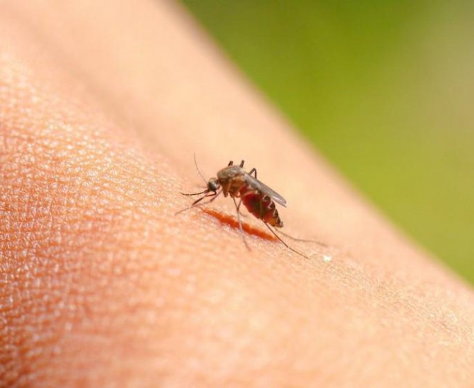 Piqure de moustique : la complication a surveiller