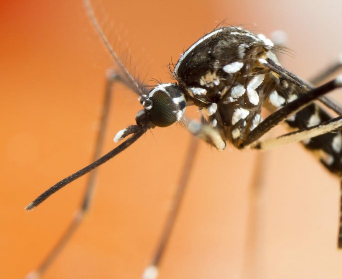 Chikungunya : symptomes, traitements, transmission, complications