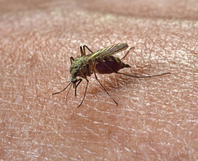 Montpellier : un premier cas de virus Usutu transmis par un moustique