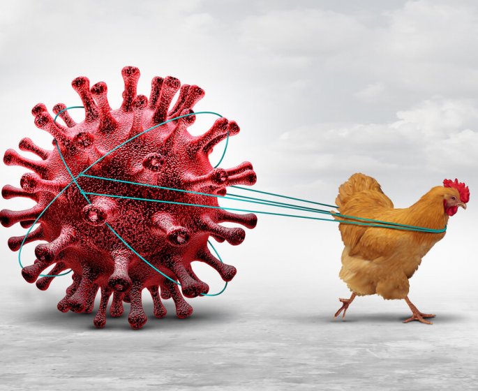 Grippe aviaire : un risque de transmission humaine, source d’&quot;enorme inquietude&quot; 