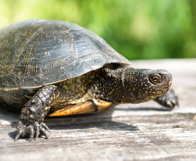 USA : une epidemie de salmonellose sevit a cause de tortues de compagnie !