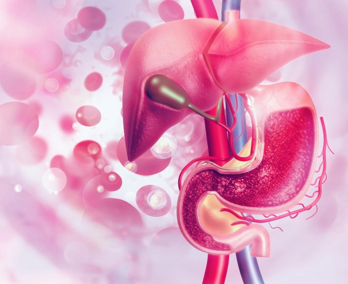 Comment le pancreas regule la glycemie ?
