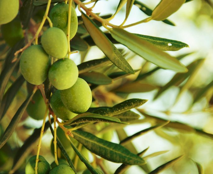 Hypertension : l-infusion de feuilles d-olivier comme remede naturel