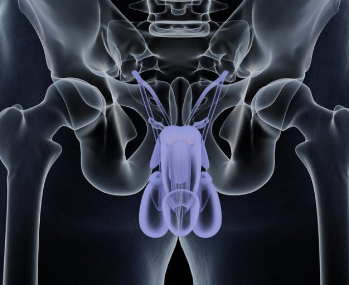 Torsion des testicules : une cause possible de sterilite masculine