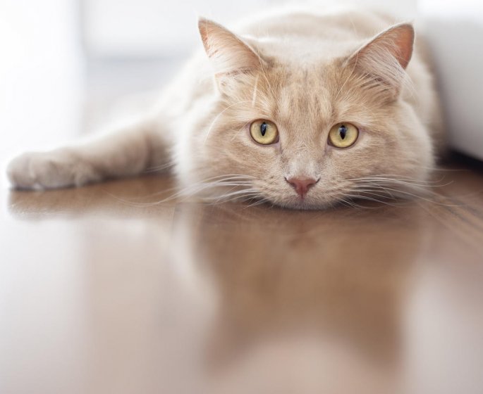Infection urinaire chez le chat : le risque de complications