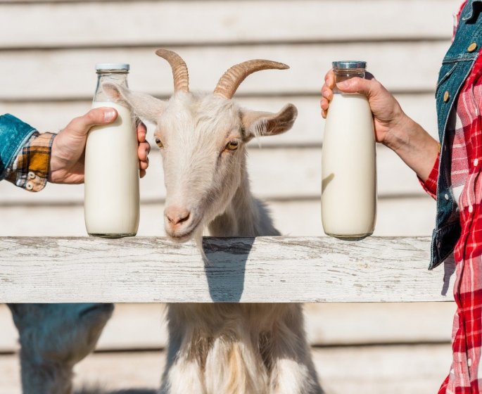 Lait de chevre : est-il vraiment meilleur pour la sante que le lait de vache ?