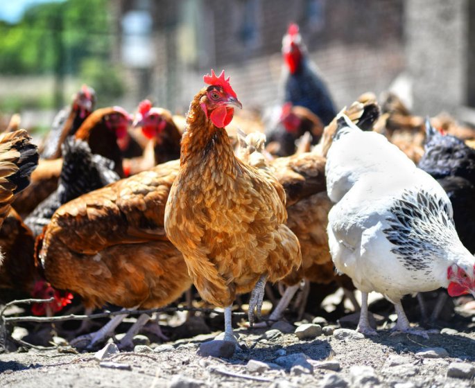 Grippe aviaire : symptomes, prevention et traitement